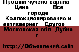 Продам чучело варана. › Цена ­ 15 000 - Все города Коллекционирование и антиквариат » Другое   . Московская обл.,Дубна г.